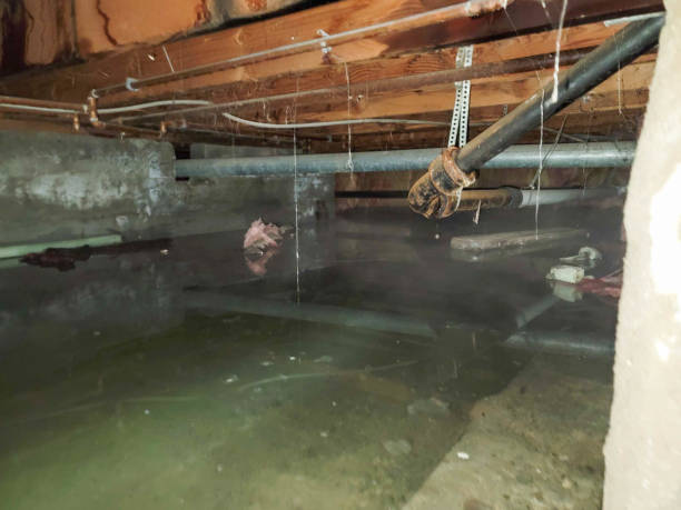 Best Professional water damage repair  in Blackwood, NJ